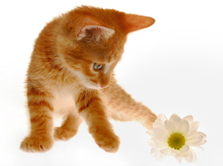 Basic Behavioral Problems in Cats