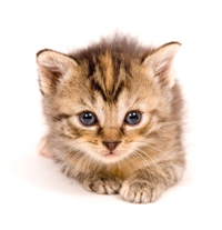 Cat Behavior Revealed