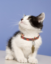 Is My Cat Making Me Sick?