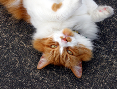 Can Cats and Dogs Be Friends?