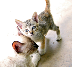 Five Reasons Why Your Kitty Needs A Special Diet