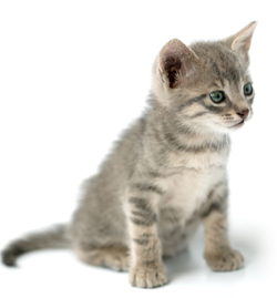 General Nutrition for Cats