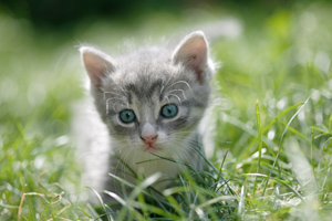Litter Box Training Your Cat