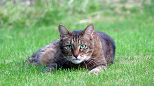 Should I Spay or Neuter My Cat - Is it the Responsible Thing to Do?