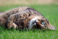 How To Treat Fleas In Your Home