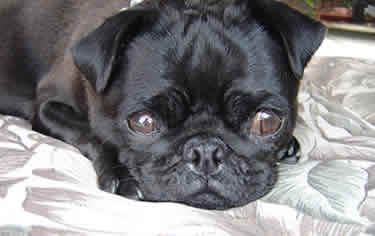 Pearl Pug