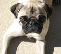 Polly - Pug