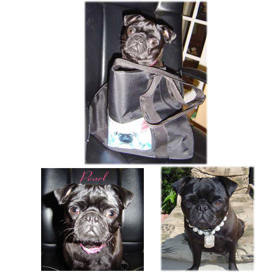 pug for sale