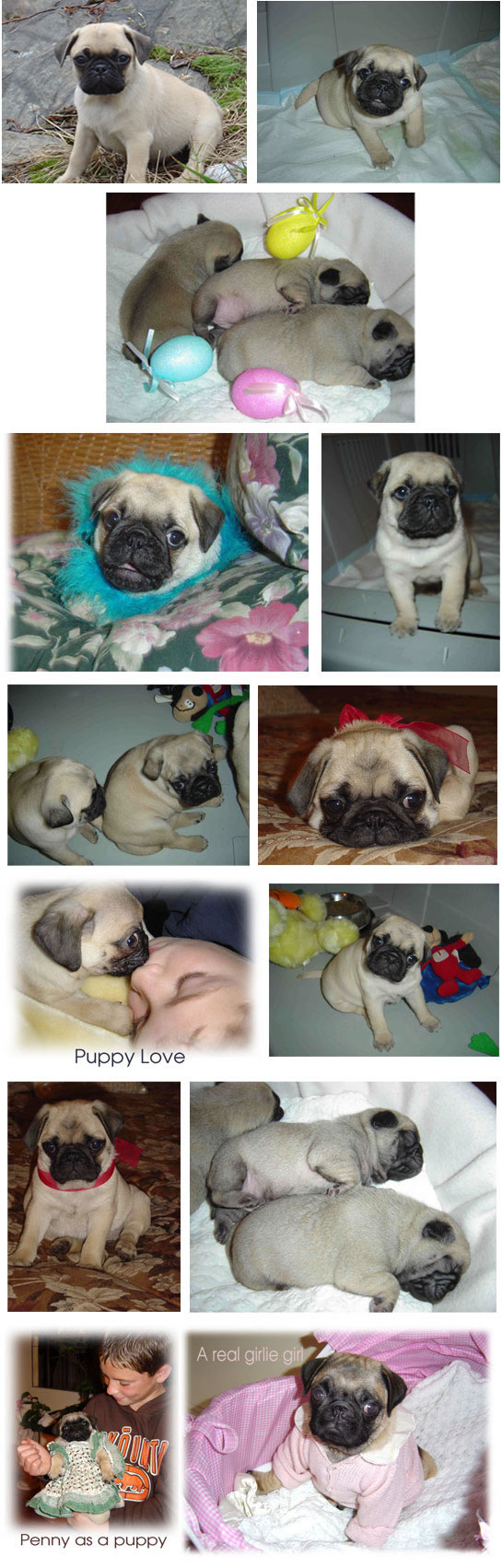 pug litter