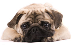 pug puppies for sale