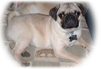 pug stud services