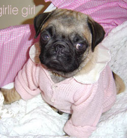 feeding pugs