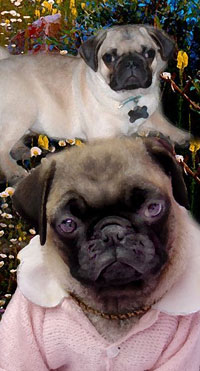 dog picture pug