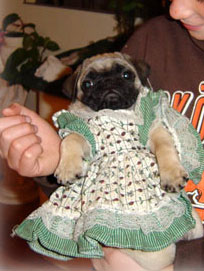 picture pug puppy