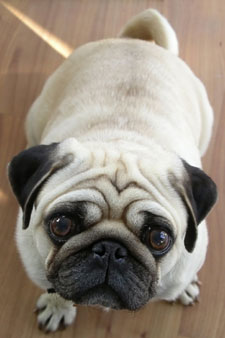 pug sale
